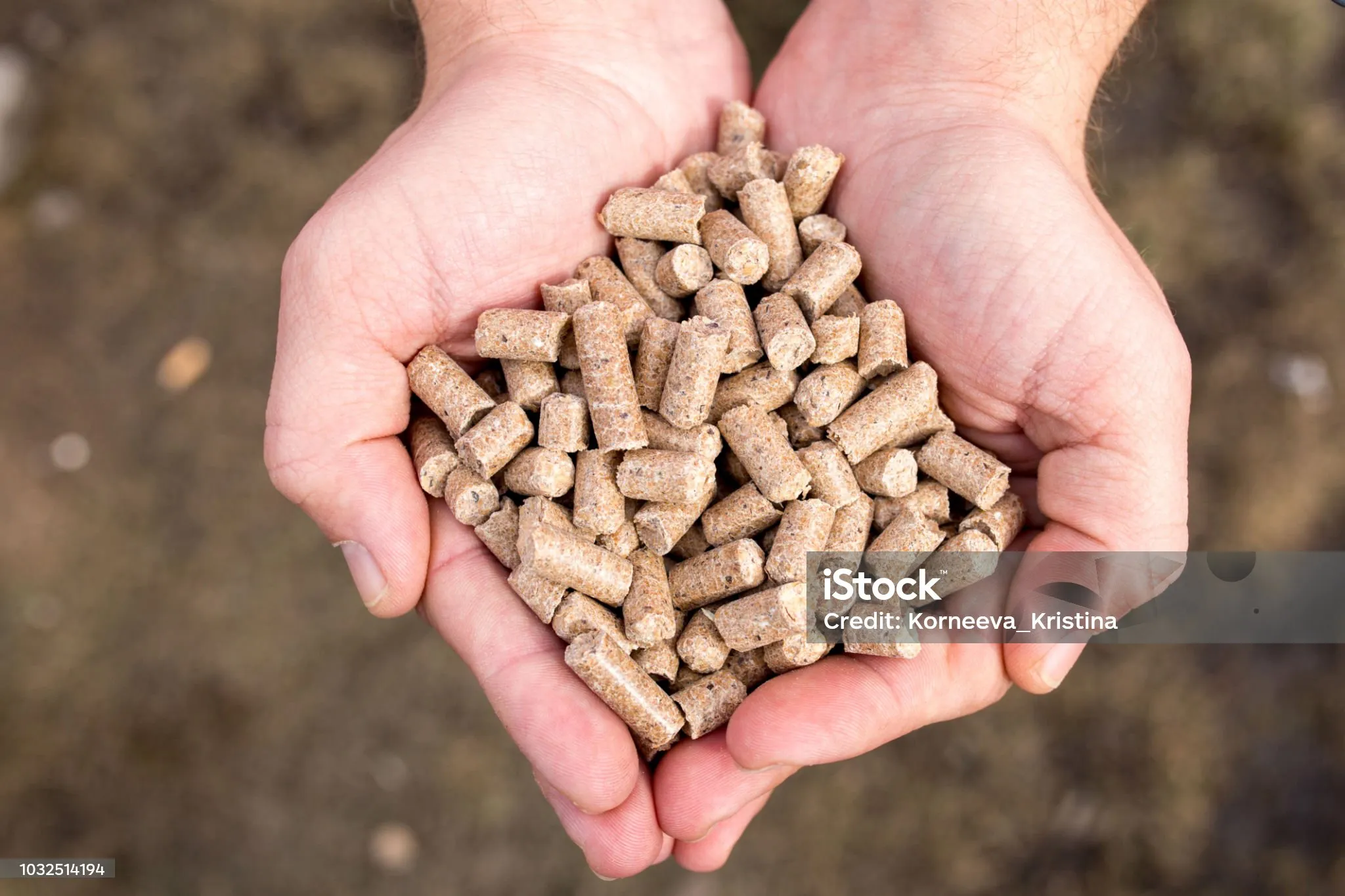 Cattle Feed